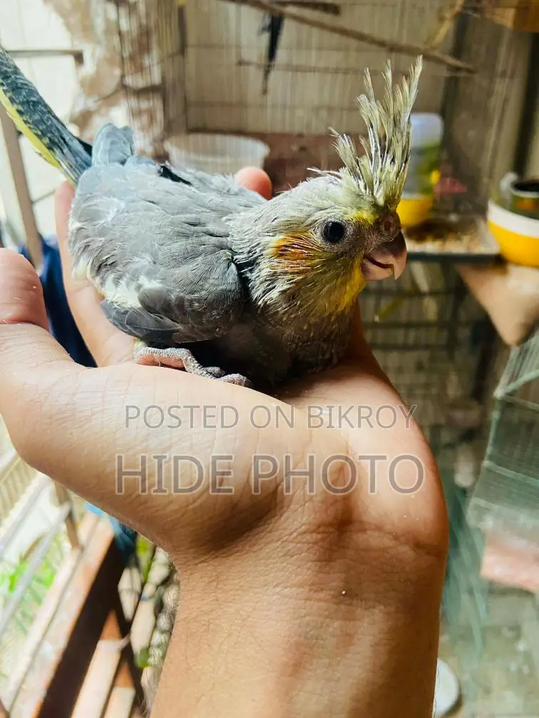 টেম সাইজ ককটেল বেবি