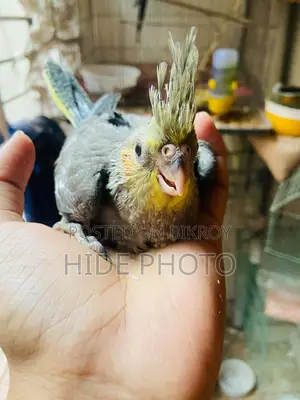 টেম সাইজ ককটেল বেবি