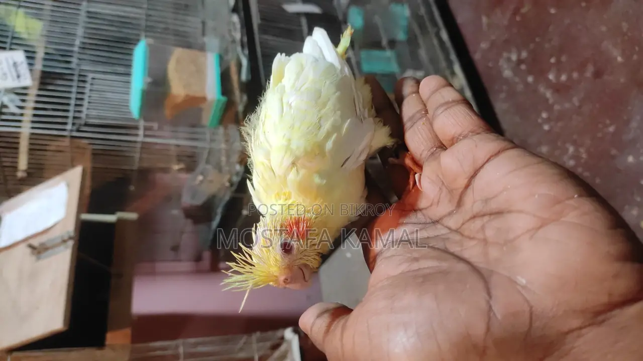 টেম সাইজ লুটিনো কোকাটেল বেবি