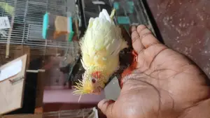Tame Size Lutino Cockatiel Baby