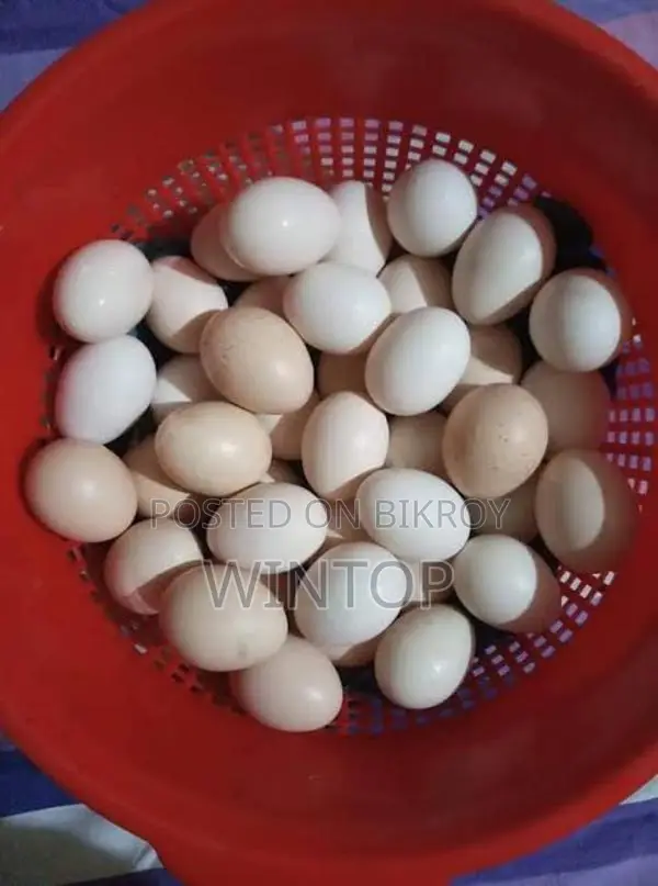 Fresh Country Chicken Eggs for Sale