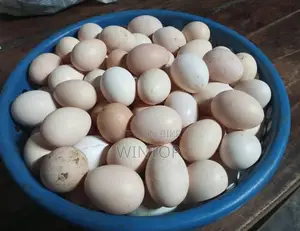 Fresh Country Chicken Eggs for Sale