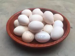 Fresh Country Chicken Eggs for Sale