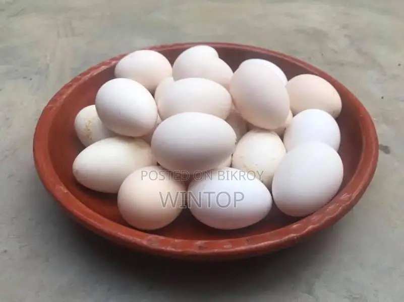 Fresh Country Chicken Eggs for Sale