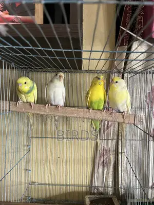 Budgerigar For Sell
