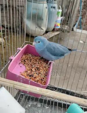 Four Pass Master Pair with Three Successful Breeding Cycles - Single Female
