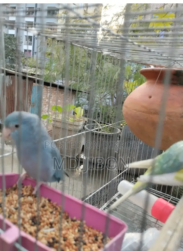 Four Pass Master Pair with Three Successful Breeding Cycles - Single Female
