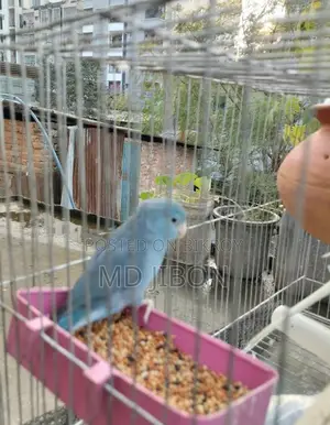 Four Pass Master Pair with Three Successful Breeding Cycles - Single Female