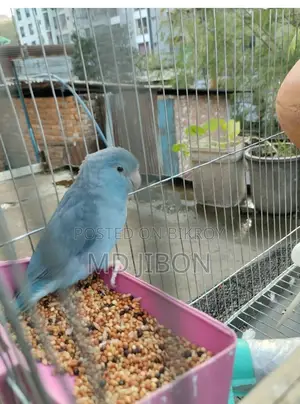 Four Pass Master Pair with Three Successful Breeding Cycles - Single Female
