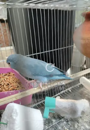 Four Pass Master Pair with Three Successful Breeding Cycles - Single Female