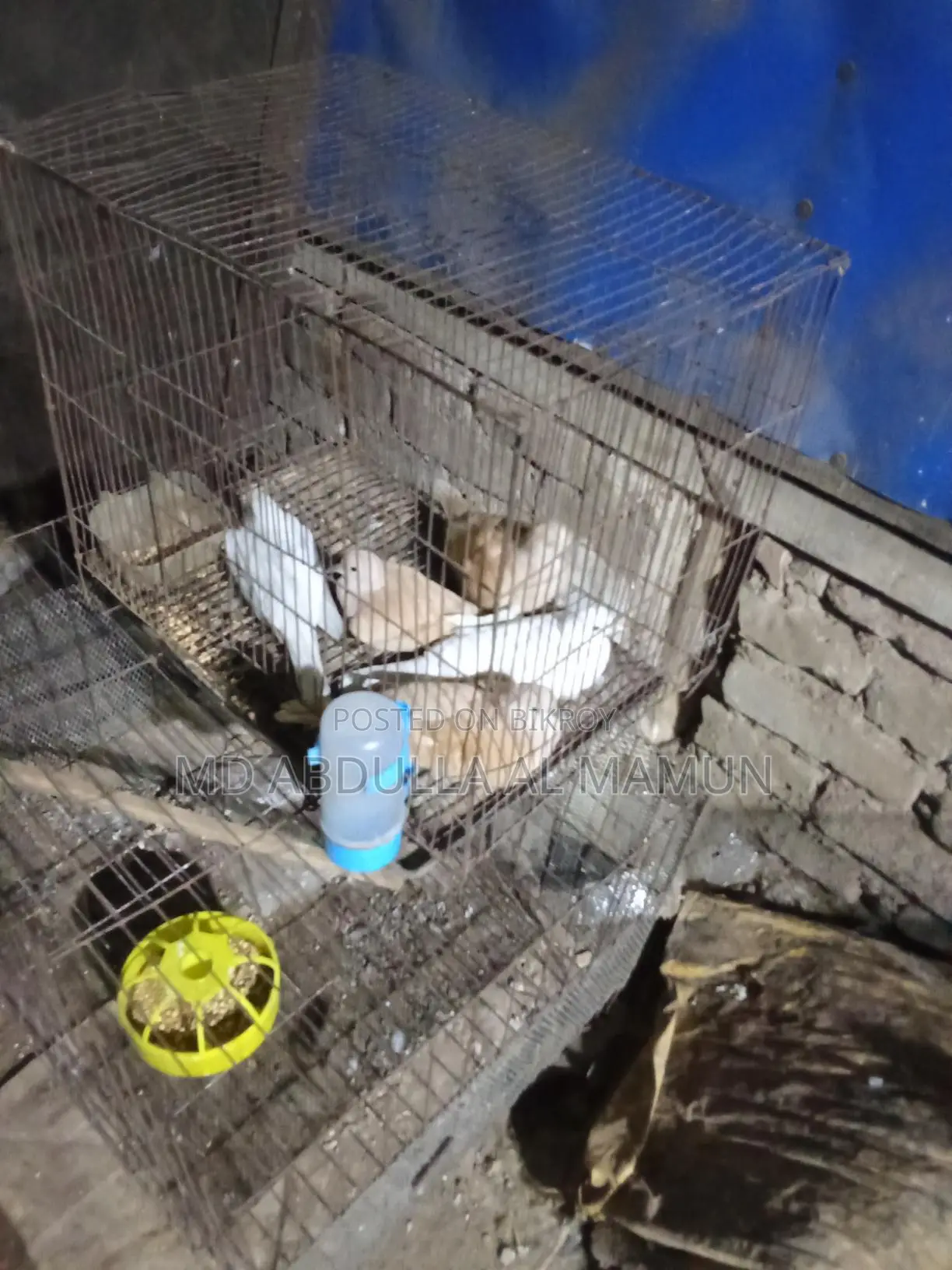 Urgent Sale: Pigeons