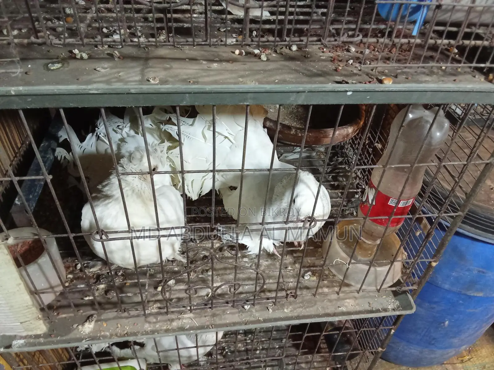 Urgent Sale: Pigeons