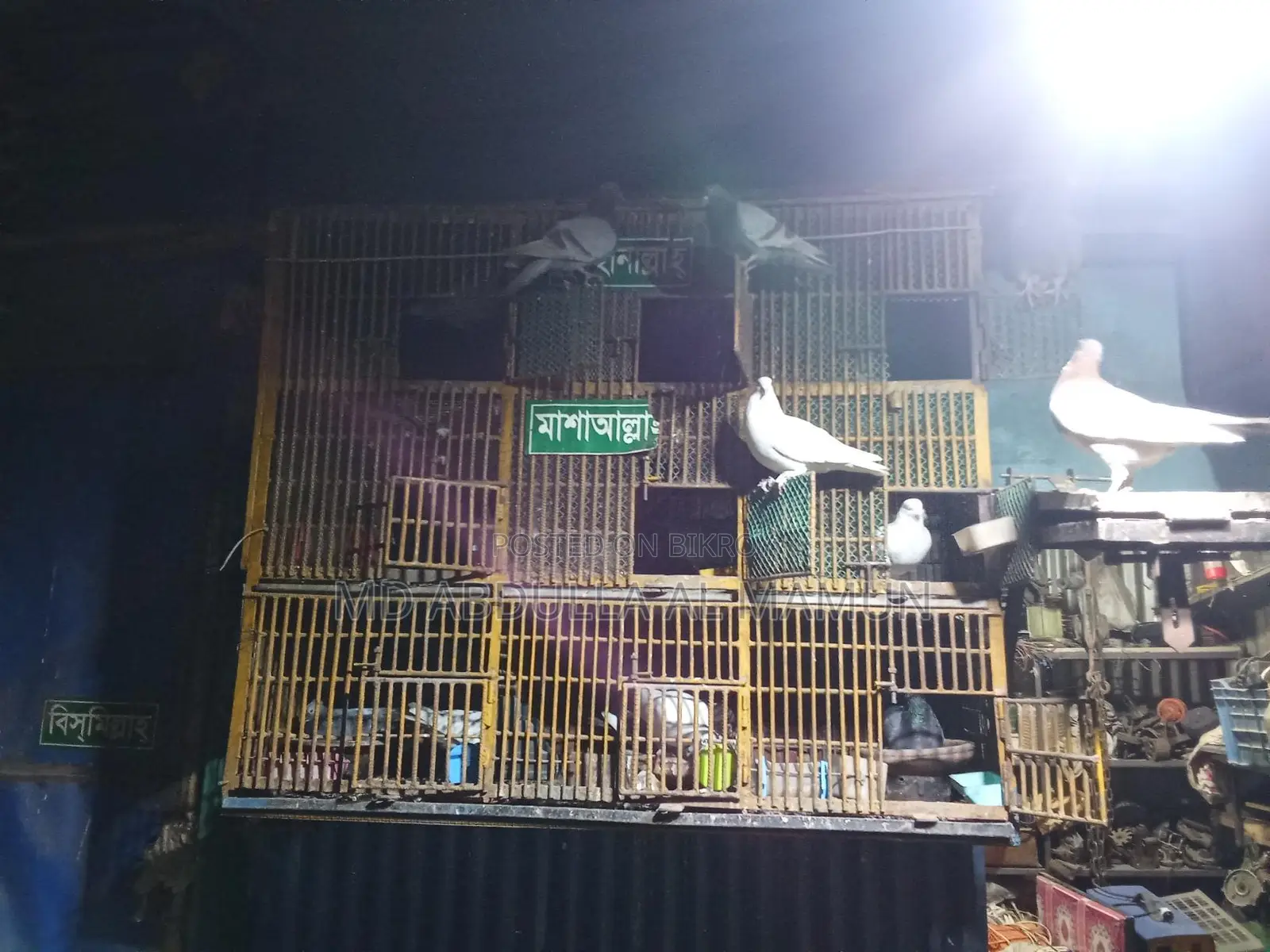 Urgent Sale: Pigeons