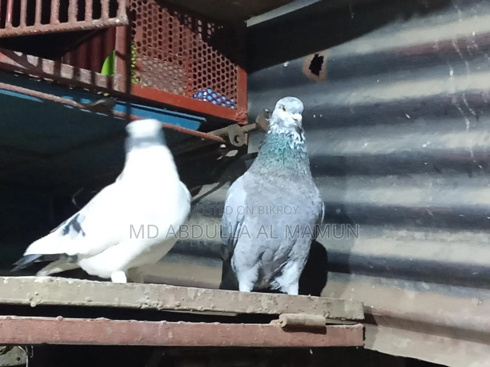 Urgent Sale: Pigeons