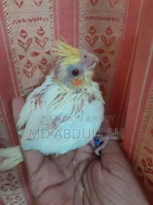 লুটিনো ককাটেল টেম সাইজ