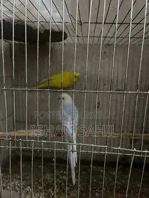 Budgies For Sell