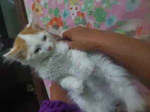 Persian Mixed Breed