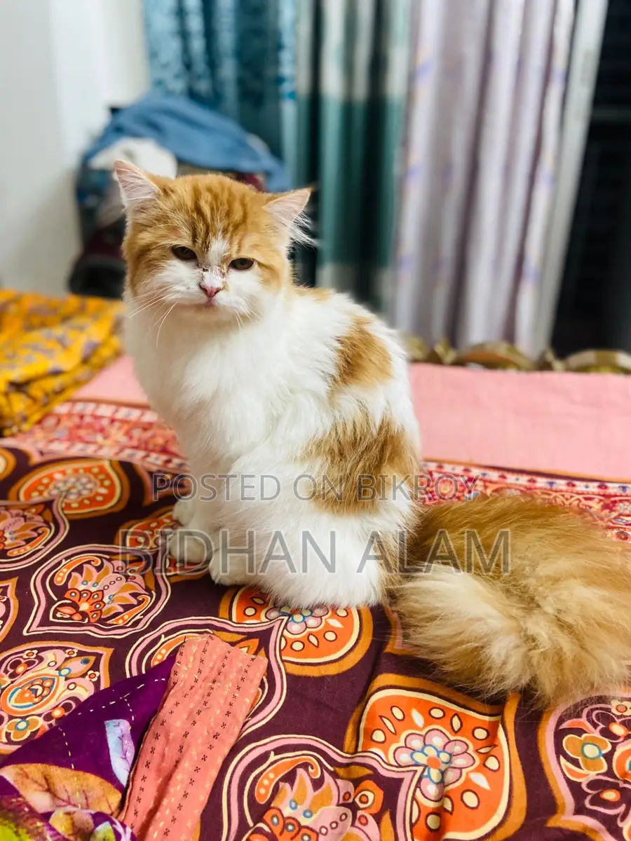 Traditional Doll Face Persian