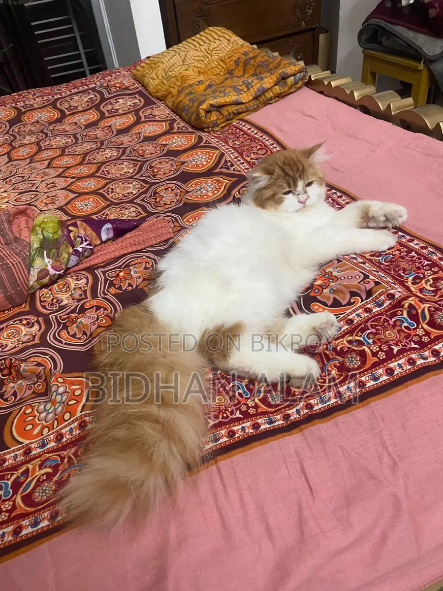 Traditional Doll Face Persian