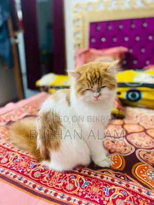 Traditional Doll Face Persian