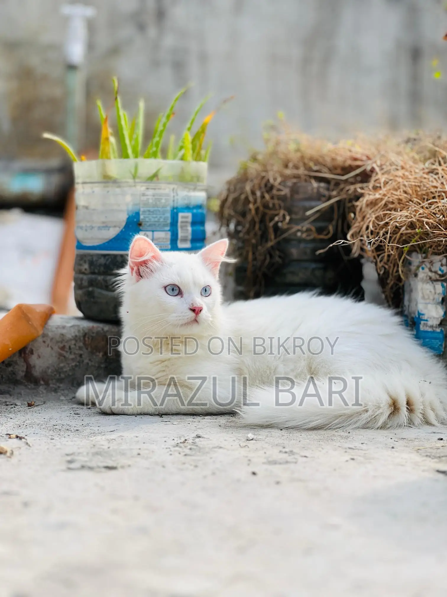 Blue Eye Male Cat