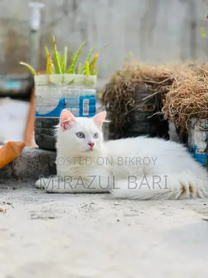 Blue Eye Male Cat