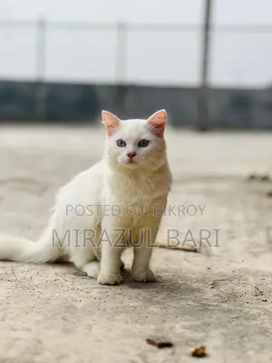 Blue Eye Male Cat