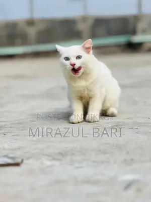 Blue Eye Male Cat