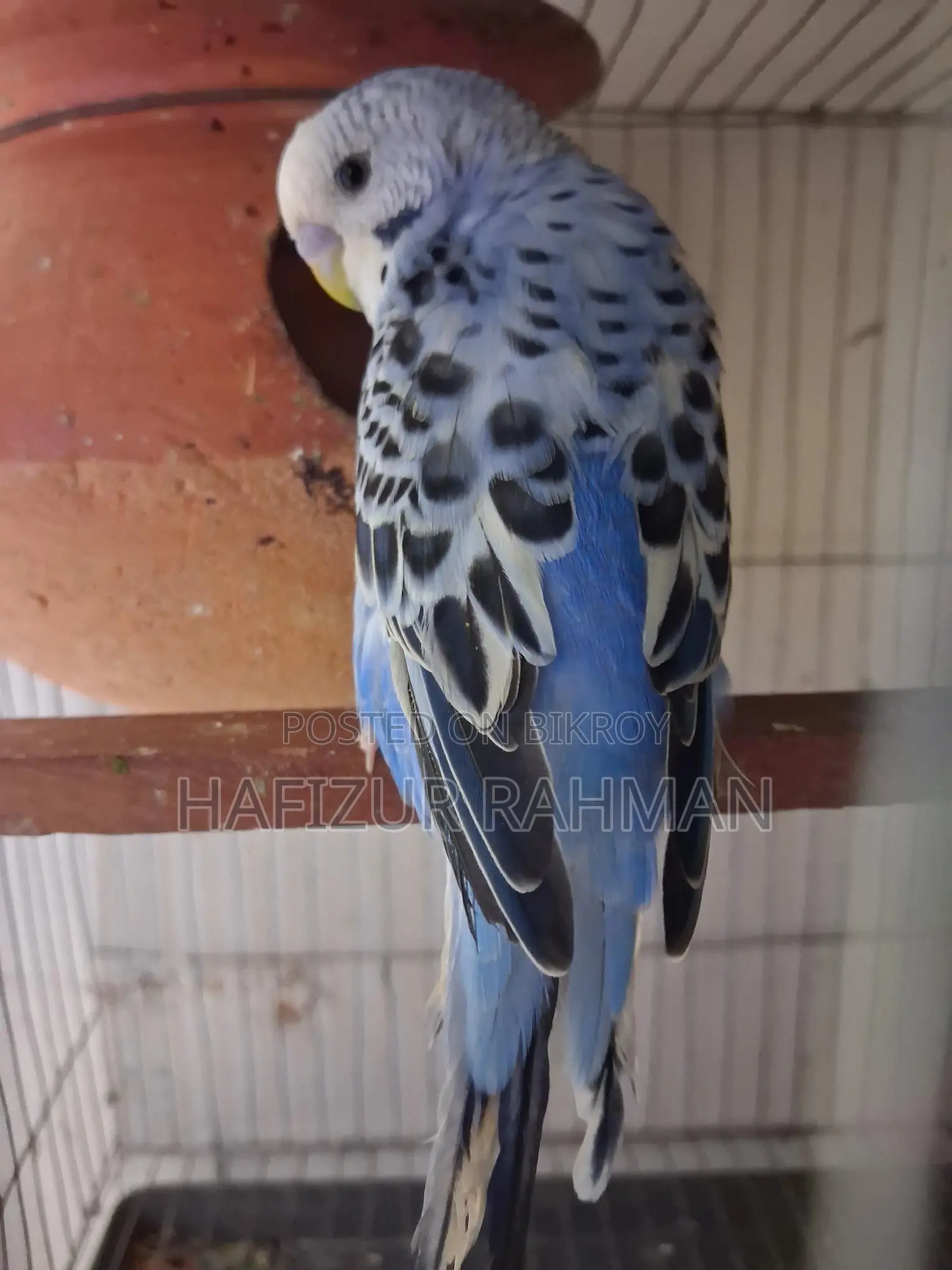 Budgerigar with Eggs
