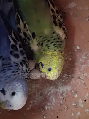 Budgerigar with Eggs