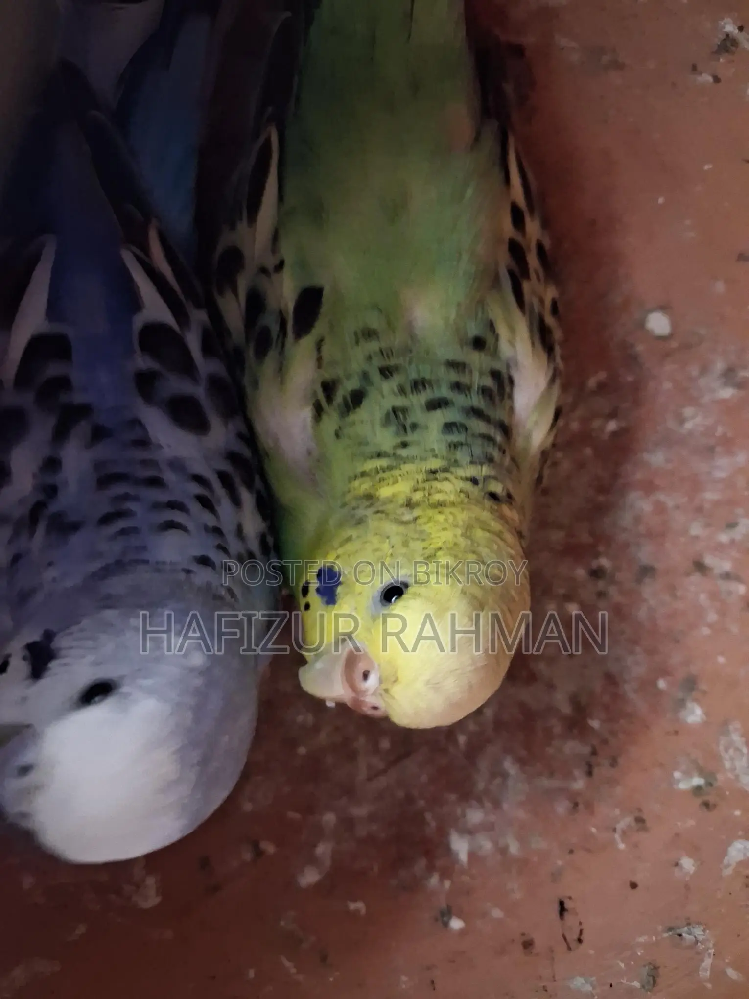 Budgerigar with Eggs