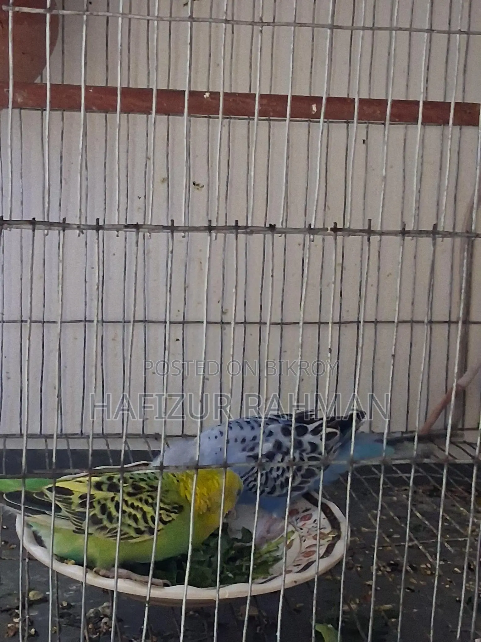 Budgerigar with Eggs
