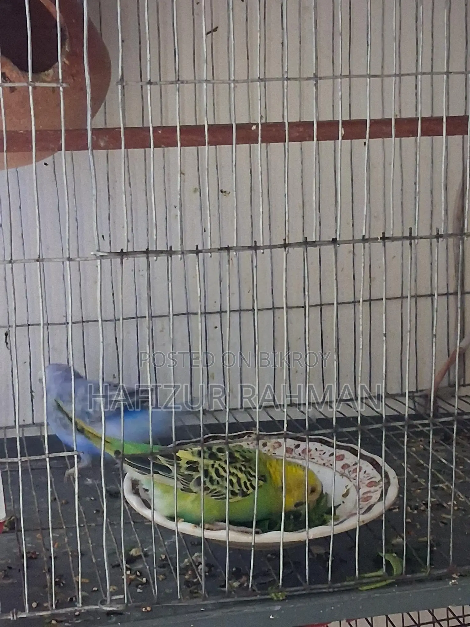 Budgerigar with Eggs