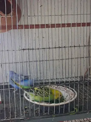 Budgerigar with Eggs