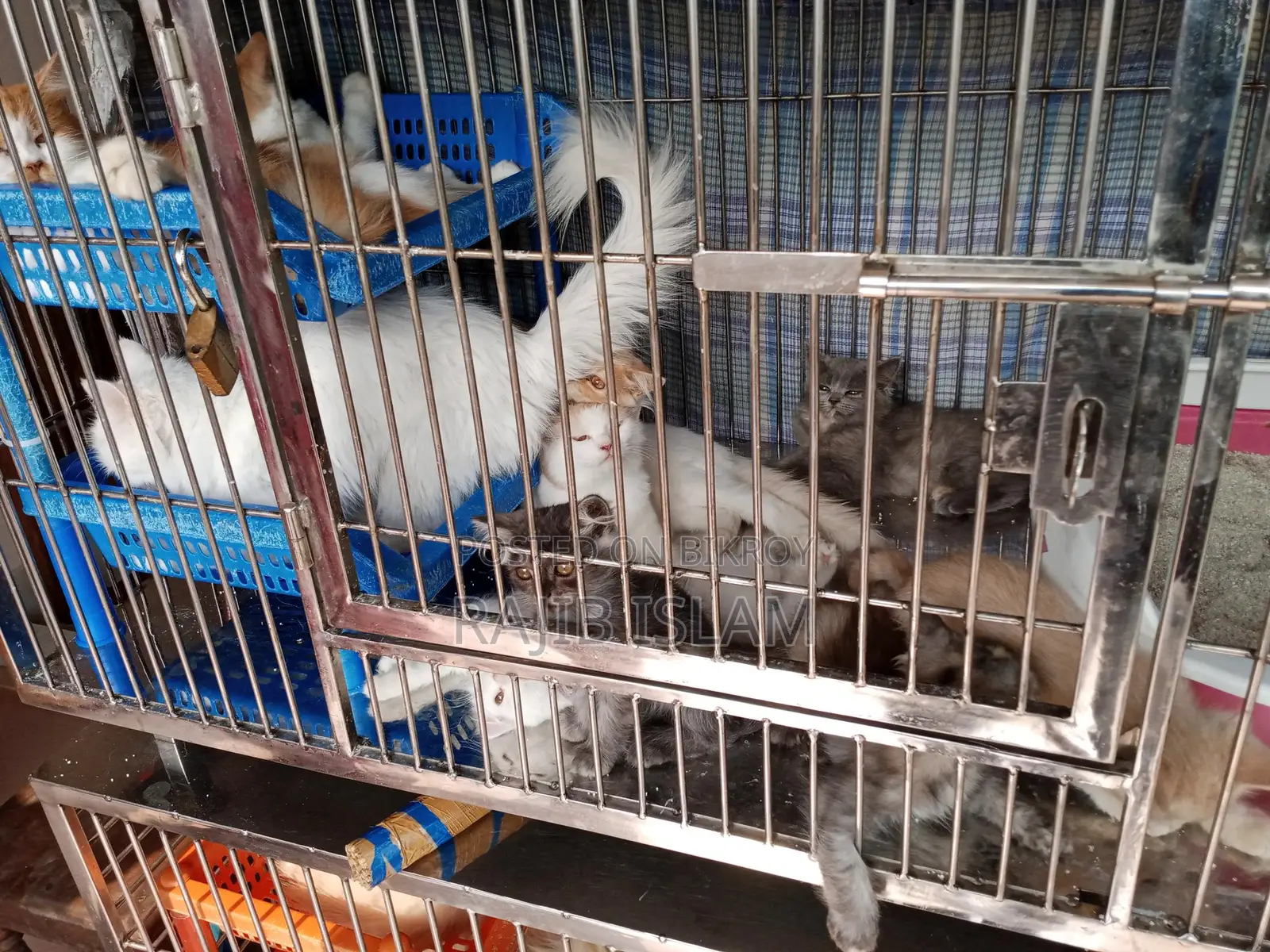 Cat for Sale