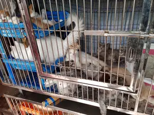 Cat for Sale