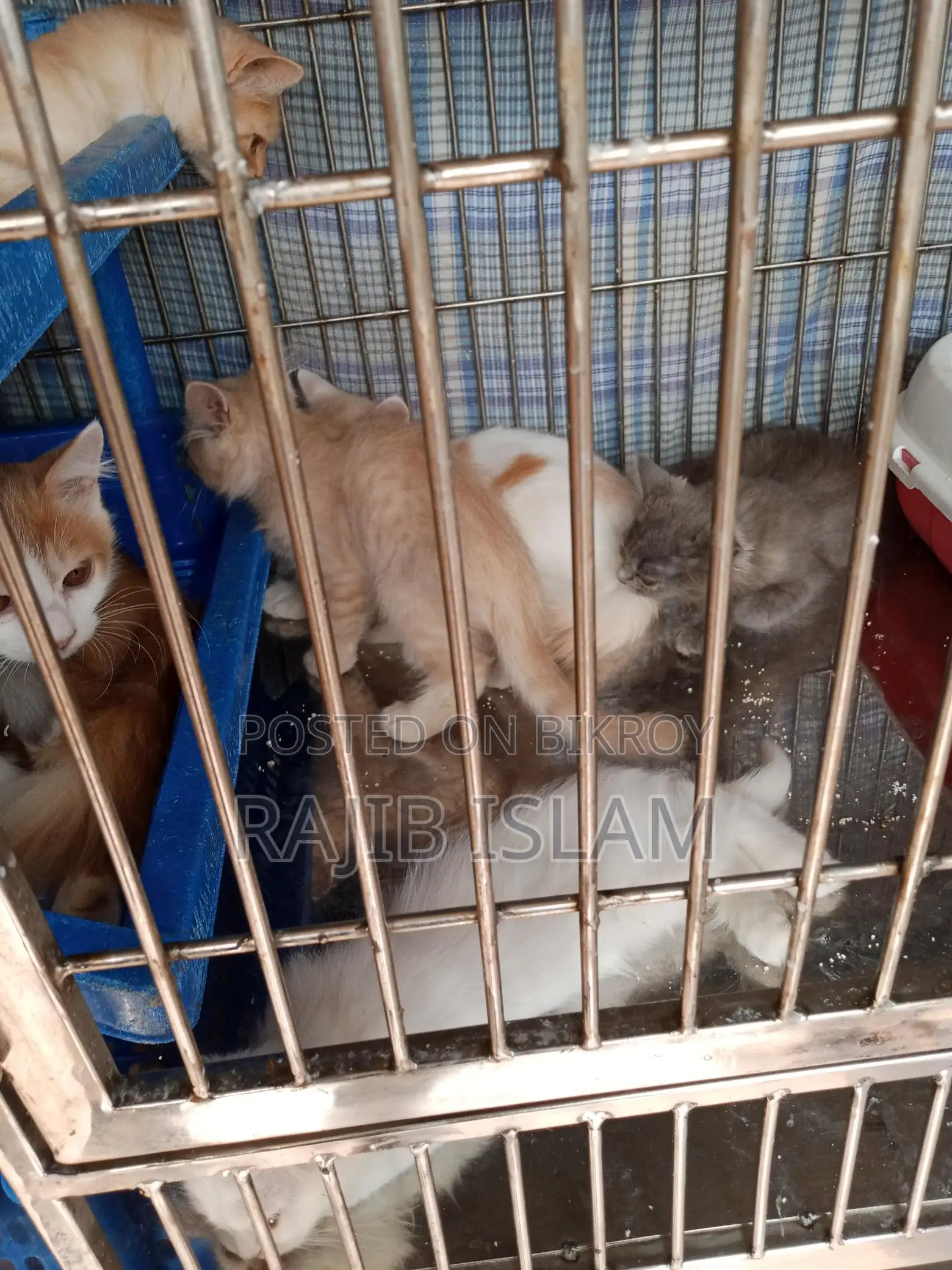 Cat for Sale