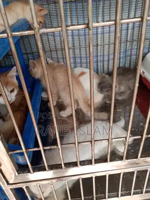 Cat for Sale