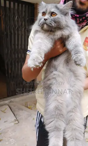 Pure Persian Female Cat