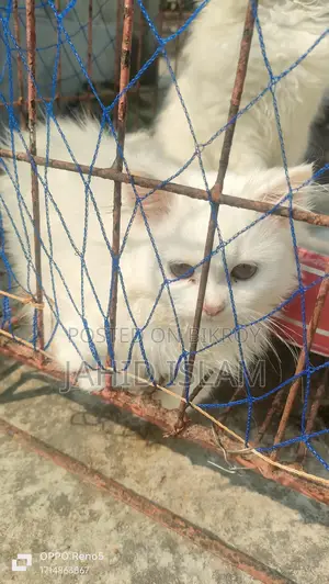 পার্সিয়ান লং কোট বিড়াল