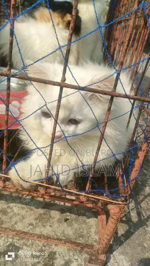 পার্সিয়ান লং কোট বিড়াল