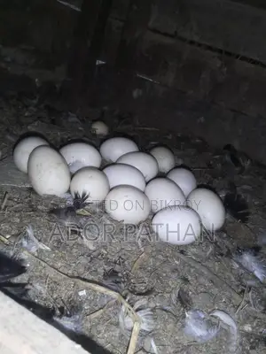 দেশি মুরগি বিজ ডিম