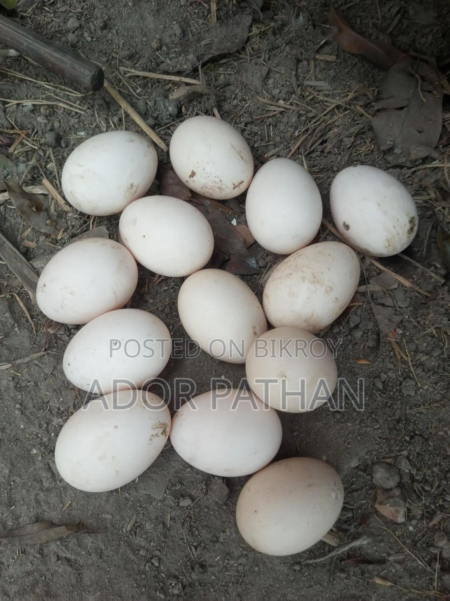 দেশি মুরগি বিজ ডিম