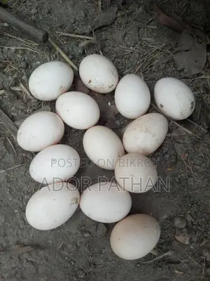 দেশি মুরগি বিজ ডিম