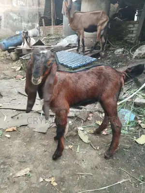 ছাগলের বাচ্চা সেল হবে