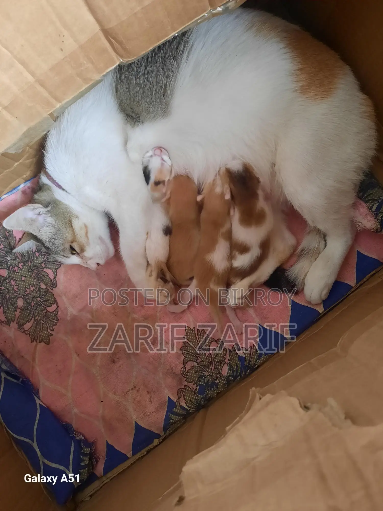 Cat Adoption