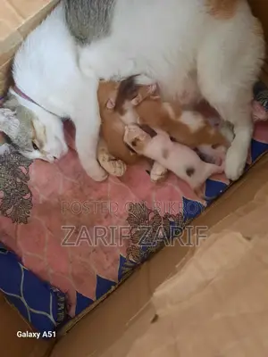 Cat Adoption