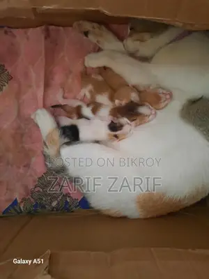 Cat Adoption