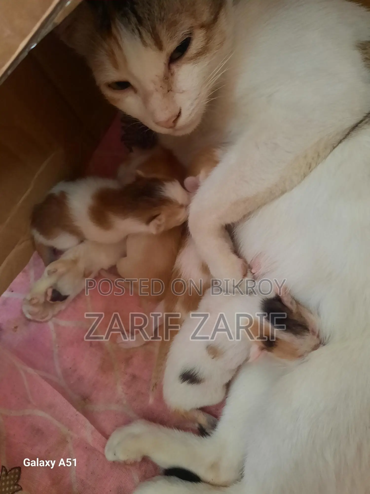 Cat Adoption