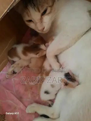 Cat Adoption